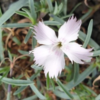 Dianthus lumnitzeri